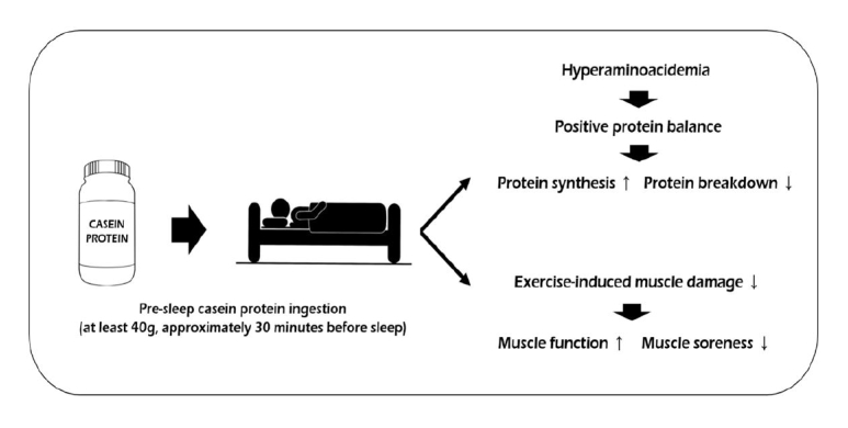 Casein-Protein-Sleep-Diagram.png