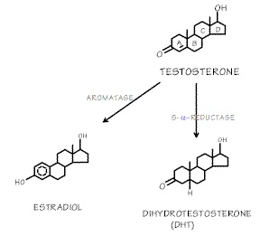 Testosterone-Metabolism.jpg