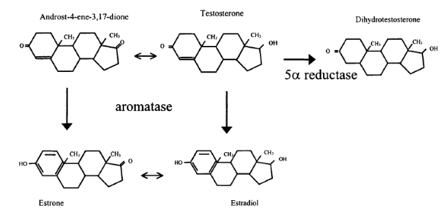 hormone-testosterone-pathways.png
