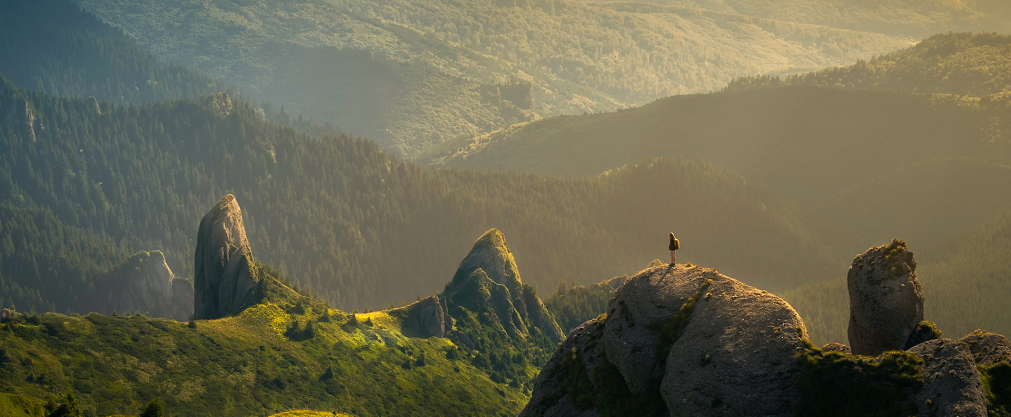 forest image Nature.png