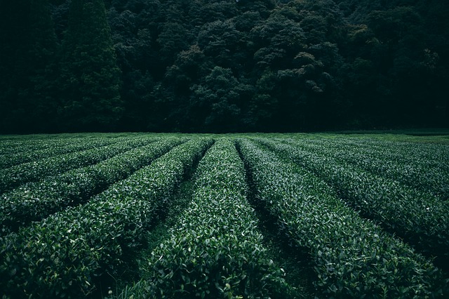 green-tea-plantation.jpg