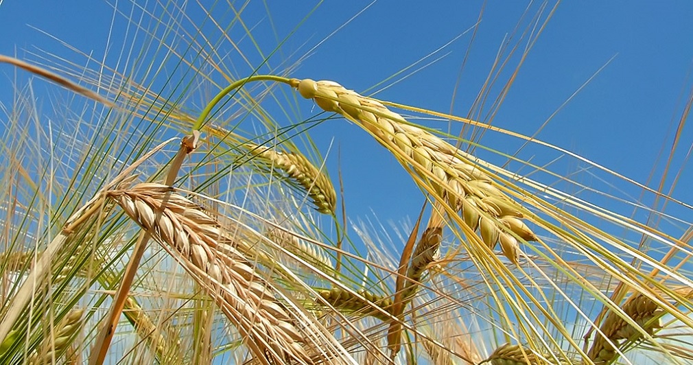 wheat-Grain.jpg