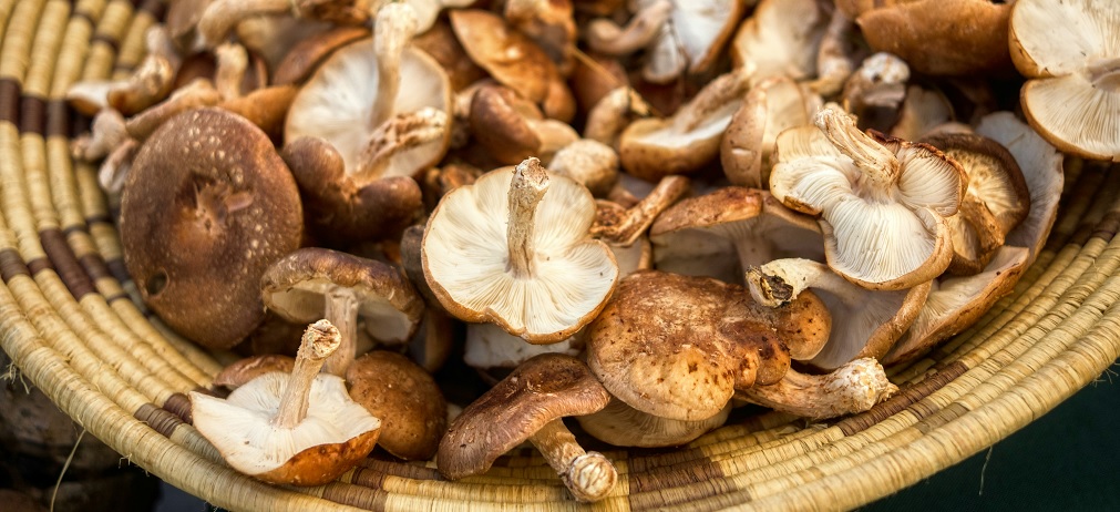 shiitake-basket.jpg