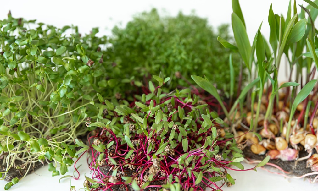 microgreens-roots.jpg