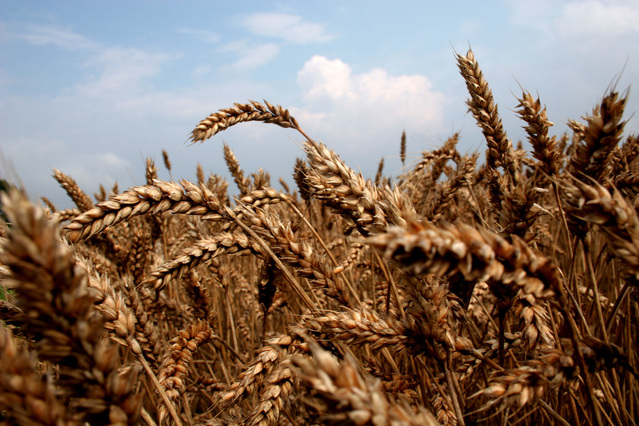 wheat crop.jpg