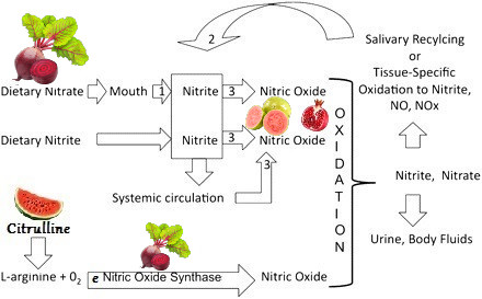 nitric-oxide-nitrate.jpg