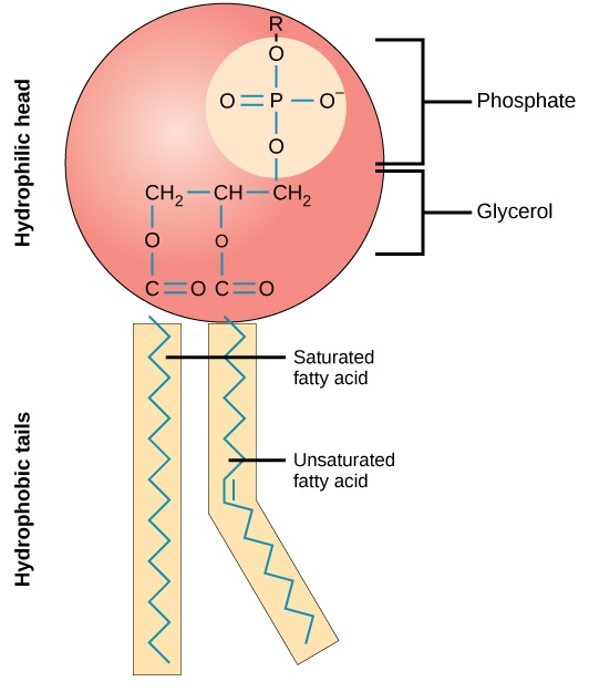 phospholipid-structure.jpg
