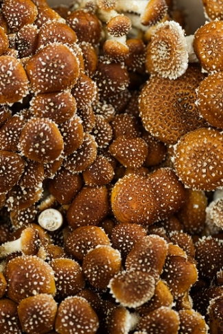 shiitake-mushrooms.jpg