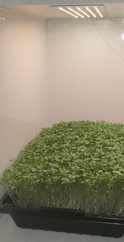 broccoli.jpg