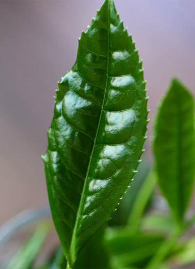 kyokura-leaf.png