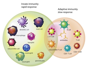 immune-system.jpg