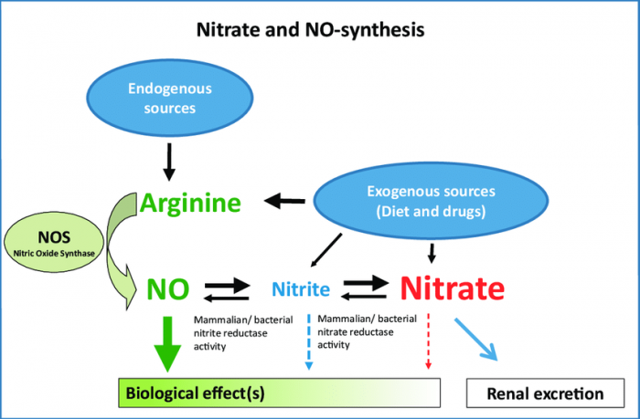 nitric-oxide-pathway.png