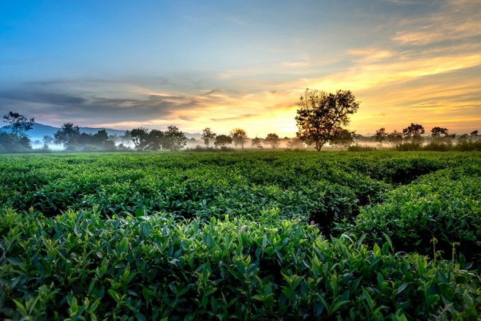 green-tea-farm.jpg