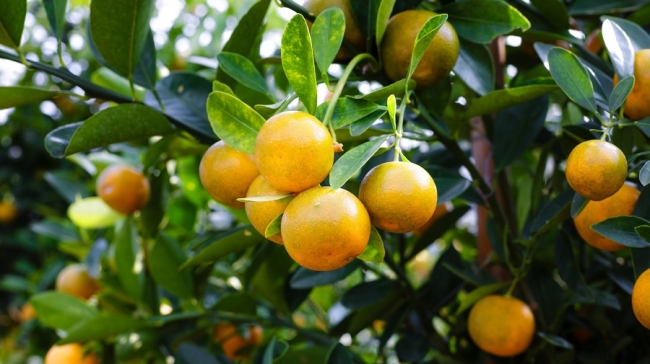 citrus-tree.jpeg