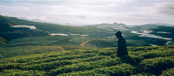 camellia-sinensis-fields.jpg