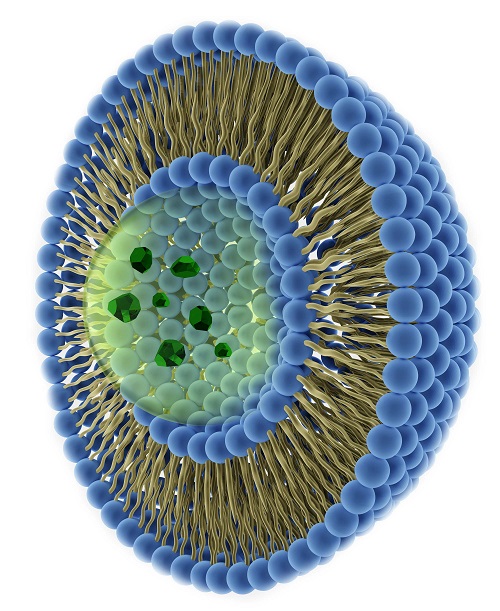 a liposome