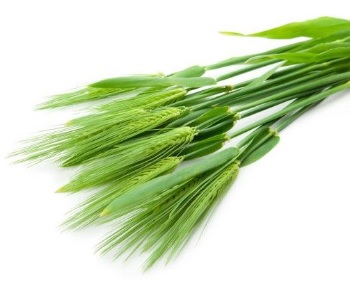 just greens barley grass