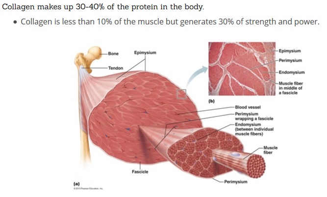 noway muscle fibre